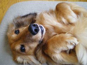 愛犬ミニチュアダックスフンドのひどい口臭が消えた方法とは 愛犬ミニチュアダックスフンドのひどい口臭を治すことができた